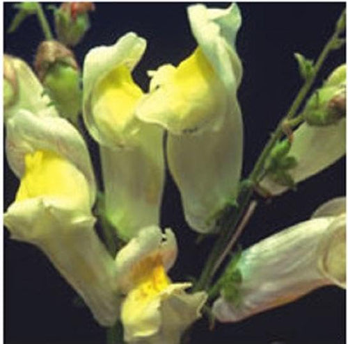 ACTROVAX Antirrhinum Braun-Blanquetii 'Candy Spires' Seeds, Open Pollinated Heirloom Snapdragon Seeds