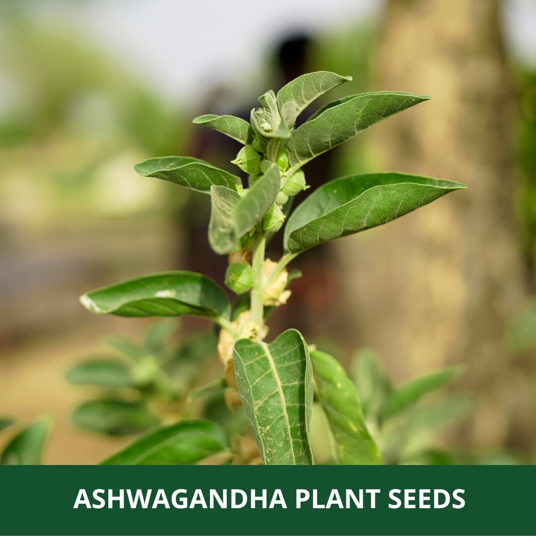 farmgokart Ashwagandha Herb Seeds, Open Pollinated, 1000 Seeds (2 Packs of 500) - front view
