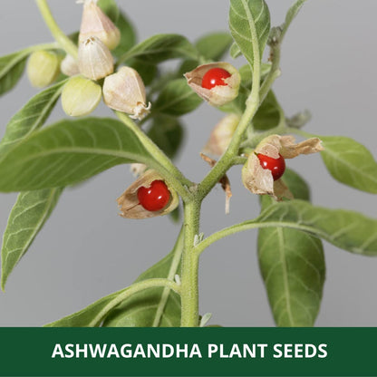 farmgokart Ashwagandha Herb Seeds, Open Pollinated, 1000 Seeds (2 Packs of 500) - packaging