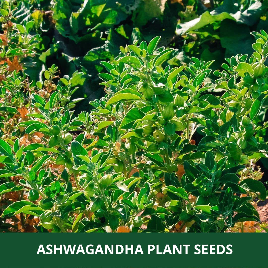 farmgokart Ashwagandha Herb Seeds, Open Pollinated, 1000 Seeds (2 Packs of 500) - label detail
