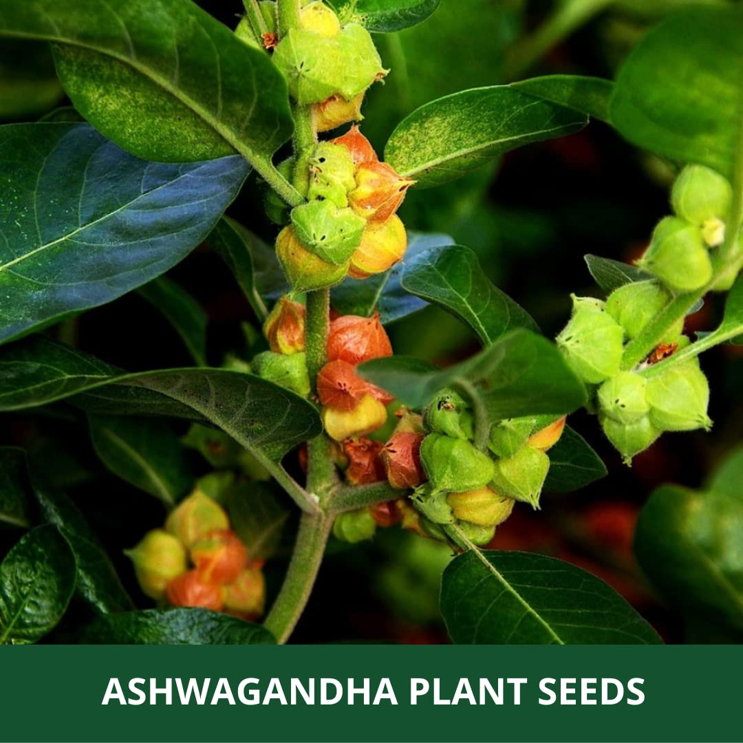 farmgokart Ashwagandha Herb Seeds, Open Pollinated, 1000 Seeds (2 Packs of 500) - ingredients panel