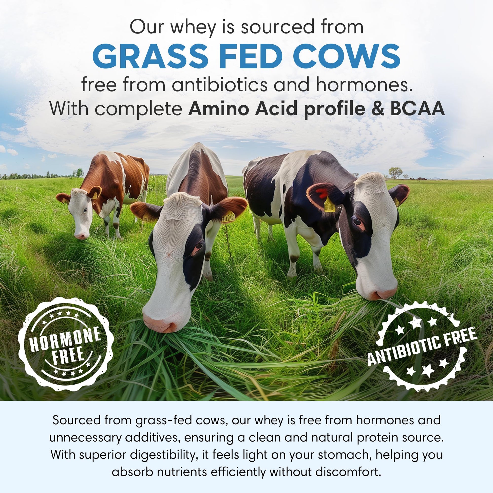 Foodstrong Whey Protein Isolate, Grass-Fed Hormone-Free, With Turmeric and Digestive Enzymes, No Added Sugar - front view