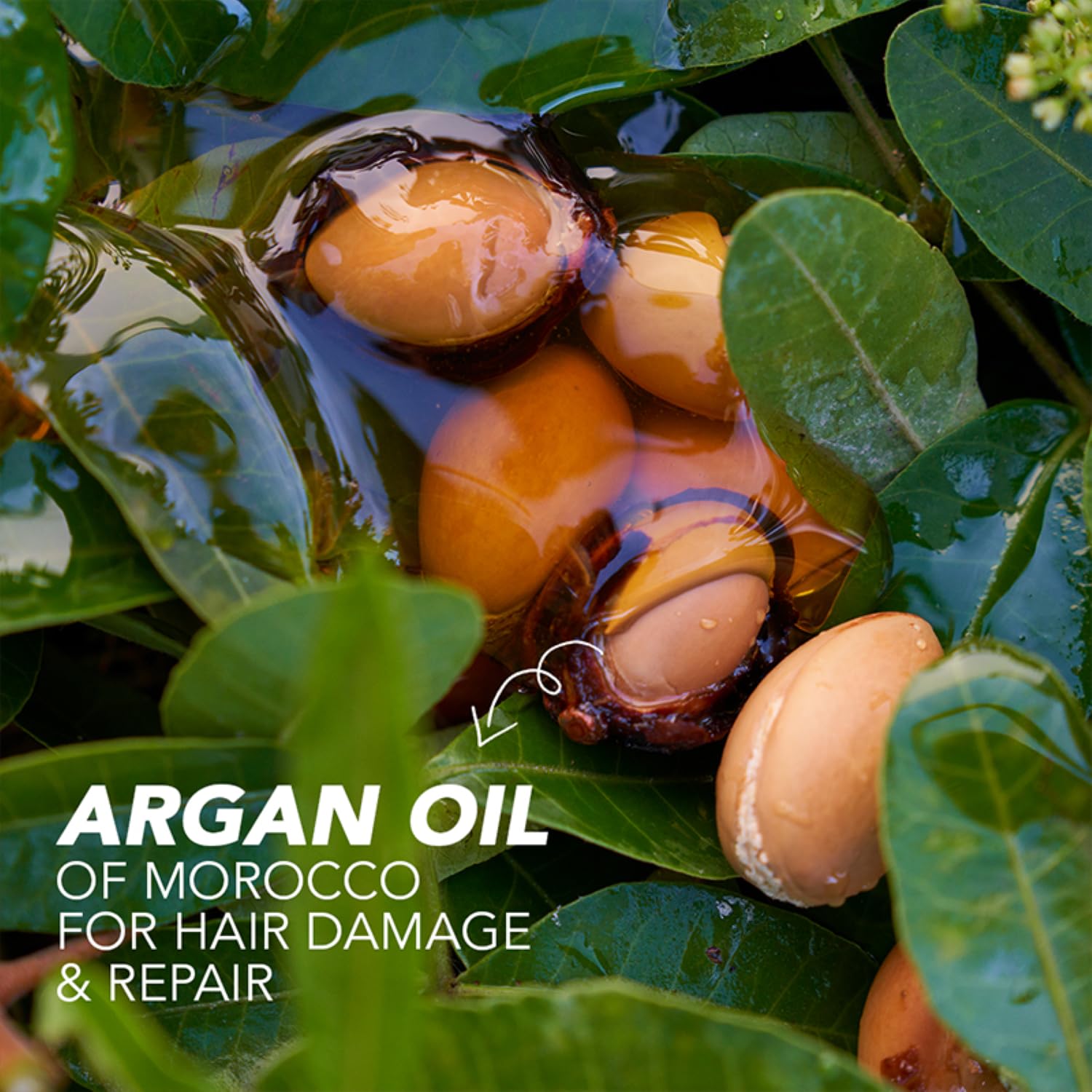 Herbal Essences Argan Oil of Morocco Conditioner, Unisex Adult, Color-Safe, pH-Balanced, Kew-Endorsed Botanicals - front view