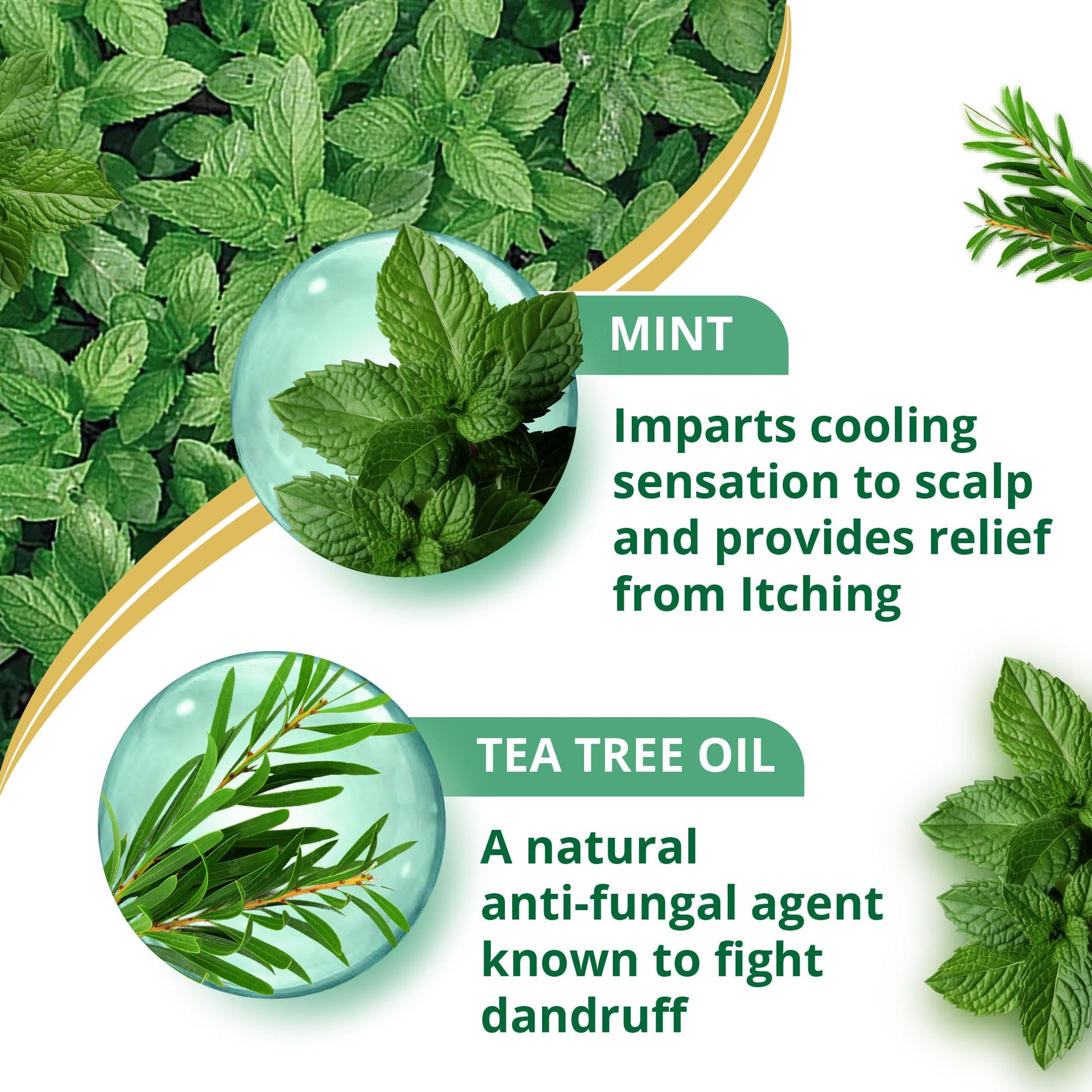 Himalaya Anti-Dandruff Shampoo with Tea Tree Oil and Aloe Vera, Herbal Scalp Shampoo - packaging (18)