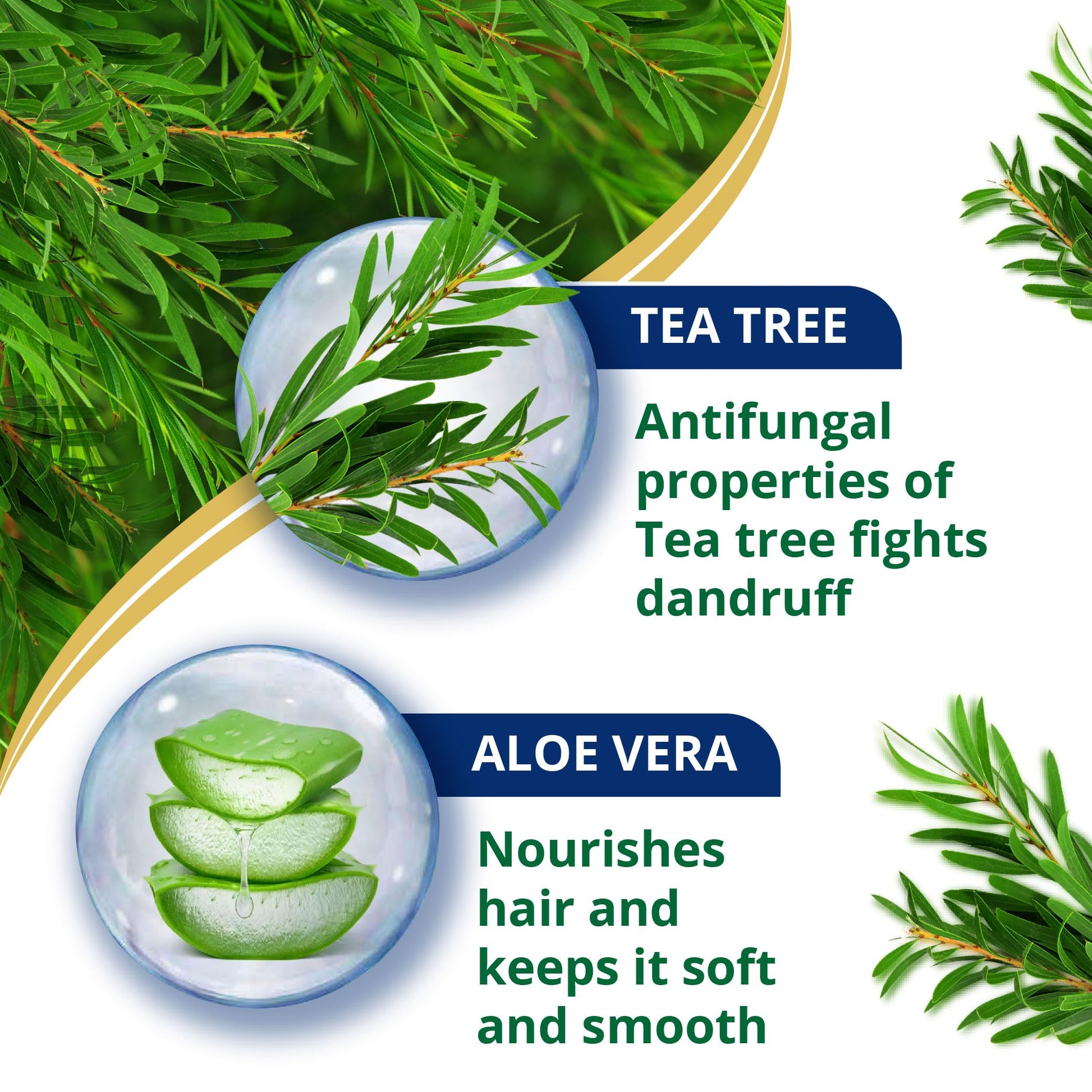 Himalaya Anti-Dandruff Shampoo with Tea Tree Oil and Aloe Vera, Herbal Scalp Shampoo - packaging