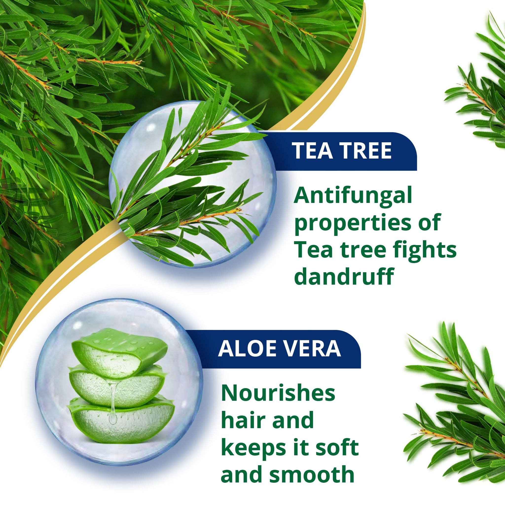 Himalaya Anti-Dandruff Shampoo with Tea Tree Oil and Aloe Vera, Herbal Scalp Shampoo - packaging