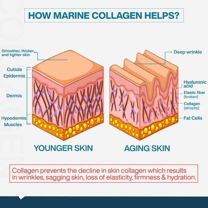 MyFitFuel Hydrolyzed Marine Collagen Peptides Powder with Biotin & Hyaluronic Acid - ingredients panel (25)