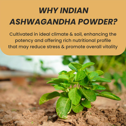 MYHERB Natural Organic Ashwagandha Powder, Herbal Supplement, 100g / 227g, Withania Somnifera - ingredients panel