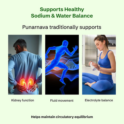 nveda BP Support Ayurvedic Herbal Capsules, 60 Count, Adult Supplement - size and scale