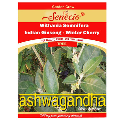 SENECIO Ashwagandha Seeds (Withania somnifera) - Indian Ginseng, Winter Cherry, 500 Seeds