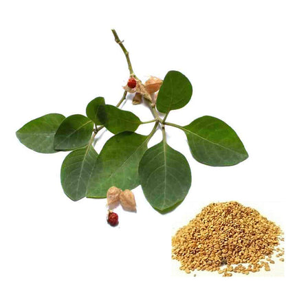 SENECIO Ashwagandha Seeds (Withania somnifera) - Indian Ginseng, Winter Cherry, 500 Seeds - front view